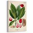 Vintage Botanical Illustration Art | Cola Acuminata Wall Art