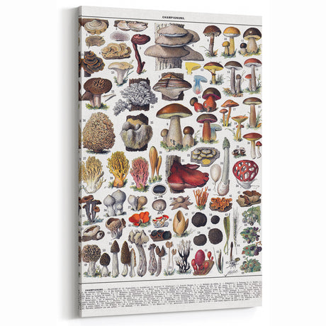 Vintage Mushroom Illustration Art | Botanical Wall Art Decor