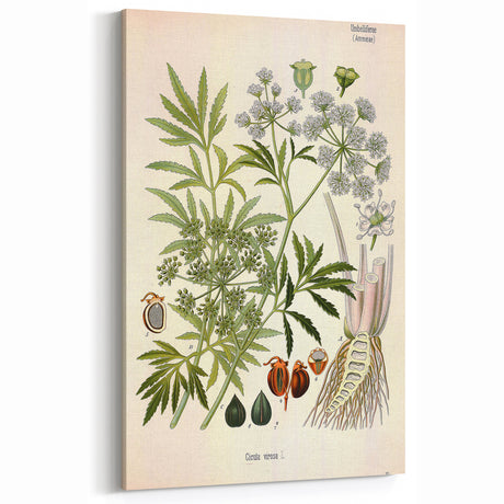 Vintage Botanical Illustration Art | Cicuta Virosa Wall Art Decor