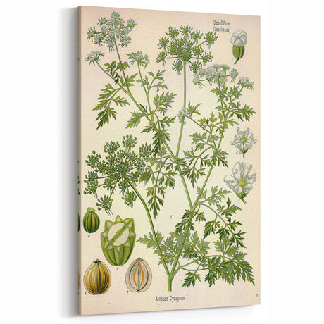 Vintage Botanical Illustration Art | Aethusa Cynapium Wall Art Decor