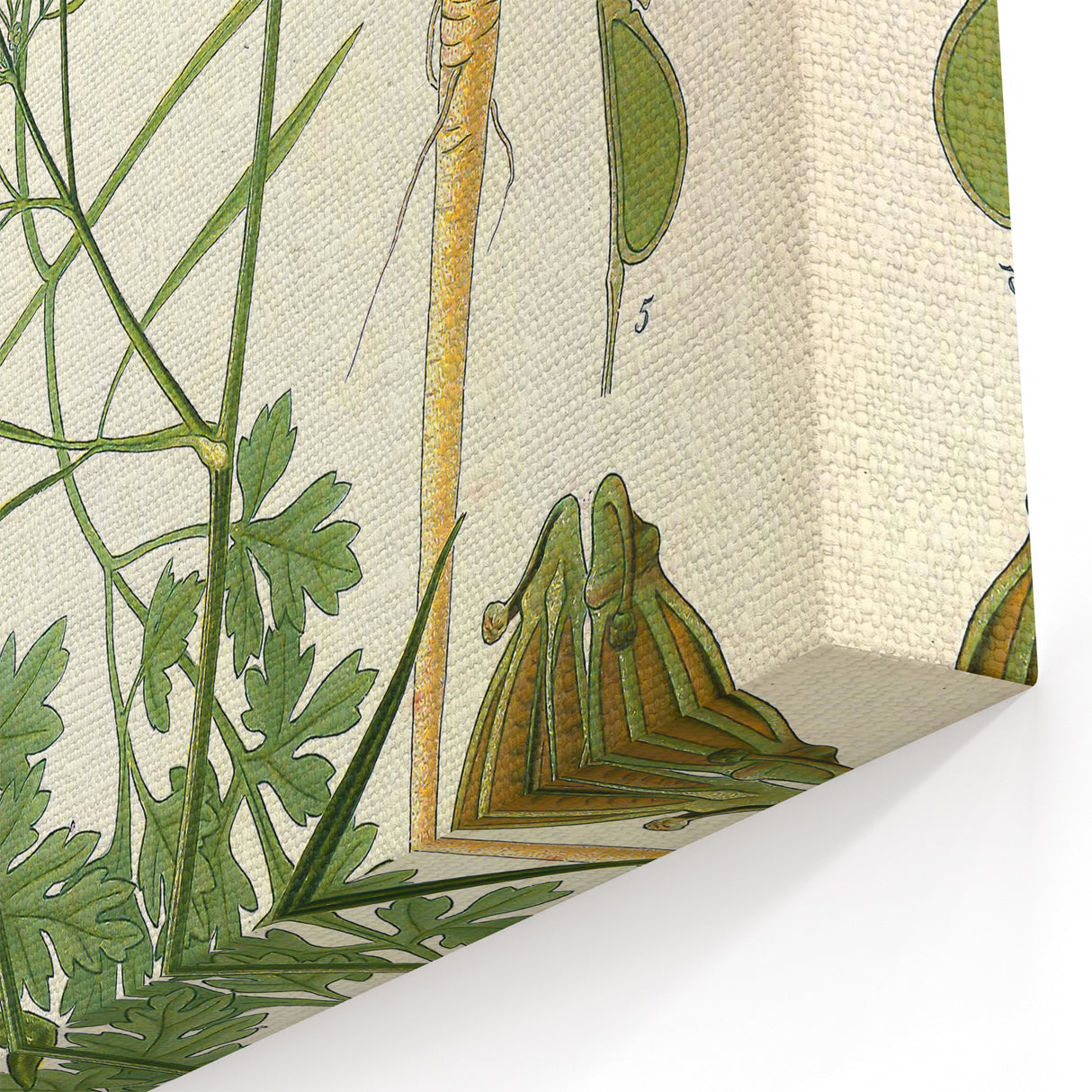 Vintage Botanical Illustration Art | Petroselinum Sativum Wall Art