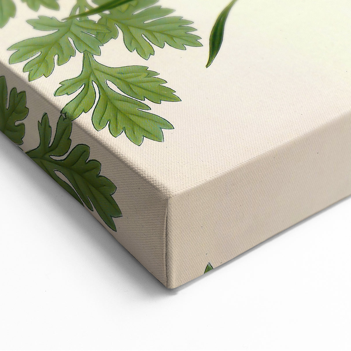 Vintage Botanical Illustration Art | Petroselinum Sativum Wall Art