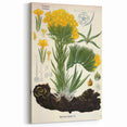 Vintage Botanical Art Print – Macrotomia Cephalotes Yellow Flowers