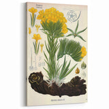 Vintage Botanical Art Print – Macrotomia Cephalotes Yellow Flowers