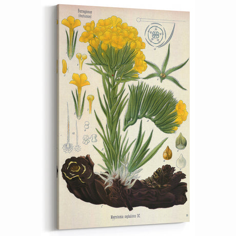 Vintage Botanical Art Print – Macrotomia Cephalotes Yellow Flowers