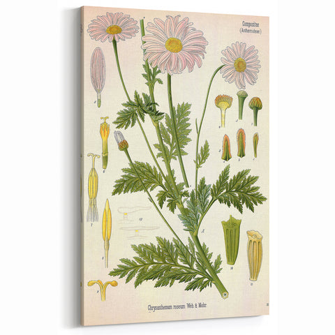 Vintage Botanical Art Print – Chrysanthemum Roseum Pink Flowers