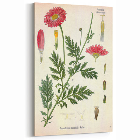 Vintage Botanical Art Print – Chrysanthemum Marschalii Red Flowers