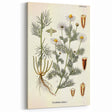 Vintage Botanical Art Print – Chrysanthemum Inodorum White Flowers