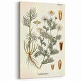 Vintage Botanical Art Print – Chrysanthemum Inodorum White Flowers
