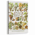 Vintage Botanical Art Print – Grapevine Illustrations and Leaves