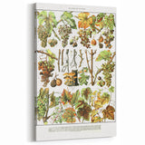 Vintage Botanical Art Print – Grapevine Illustrations and Leaves