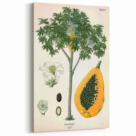 Vintage Botanical Art Print – Carica Papaya Tree with Fruit