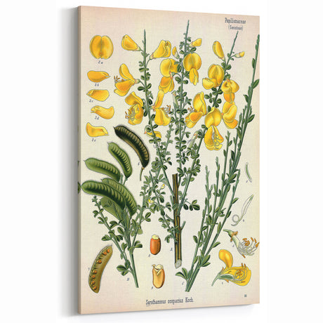 Vintage Botanical Art Print – Sarothamnus Scoparius Yellow Flowers