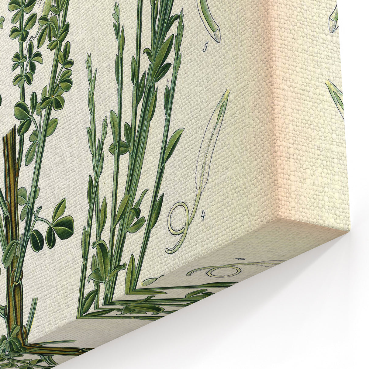 Vintage Botanical Art Print – Sarothamnus Scoparius Yellow Flowers