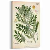 Vintage Botanical Art Print – Indigofera Anil with Green Leaves