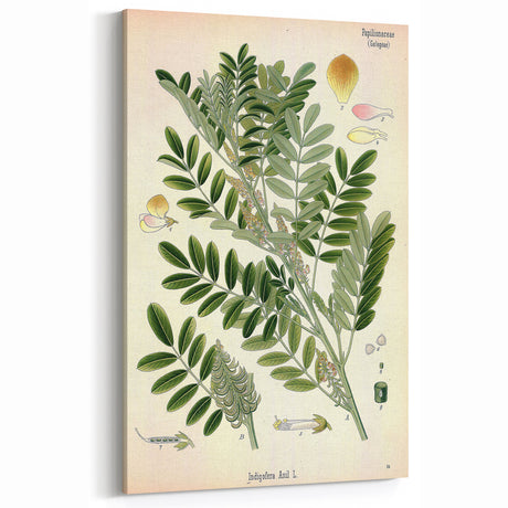 Vintage Botanical Art Print – Indigofera Anil with Green Leaves