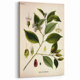 Vintage Botanical Art Print – Payena Leeri with Green Leaves