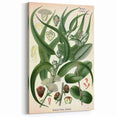 Vintage Botanical Art Print – Eucalyptus Globulus with Unique Flowers
