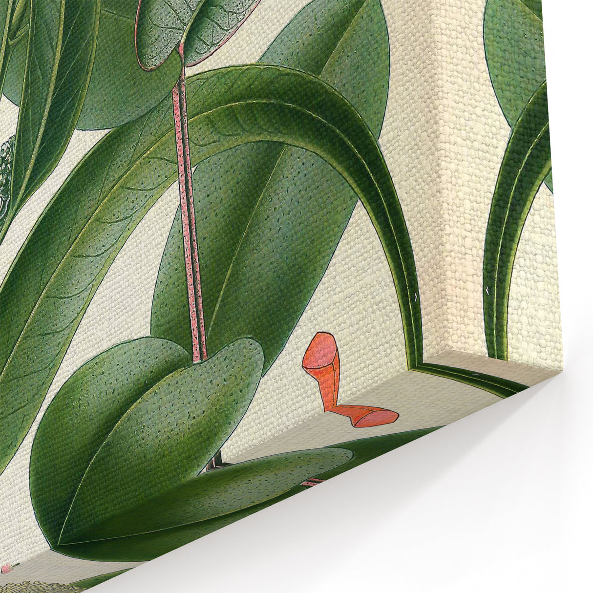 Vintage Botanical Art Print – Eucalyptus Globulus with Unique Flowers