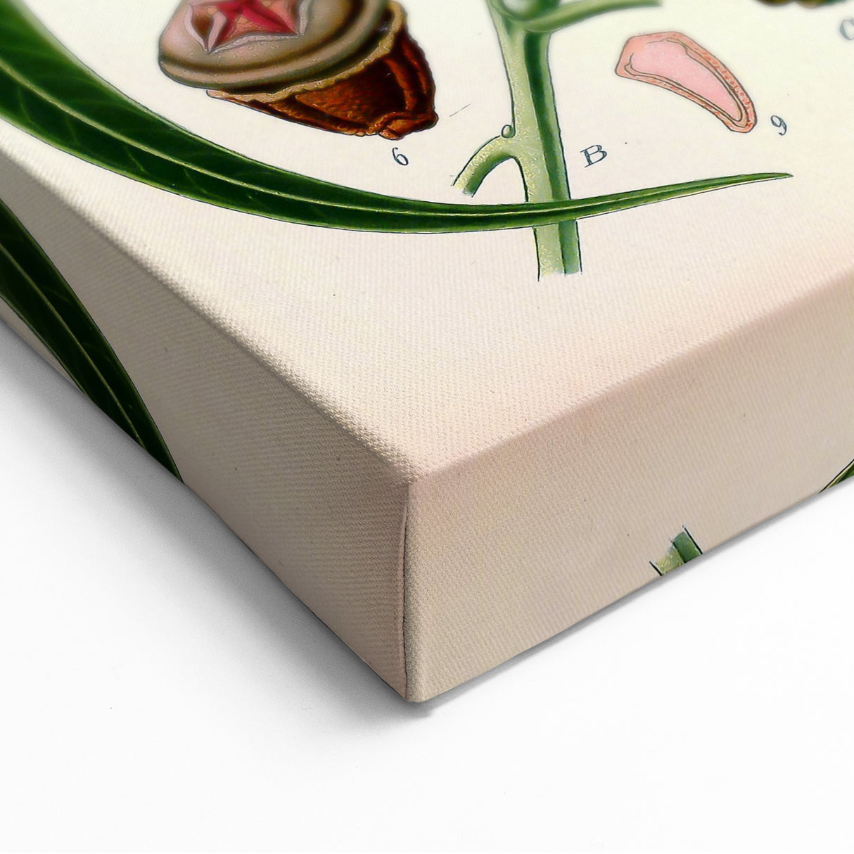 Vintage Botanical Art Print – Eucalyptus Globulus with Unique Flowers