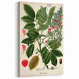 Vintage Botanical Art Print – Piscidia Erythrina with Red Flowers
