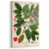 Vintage Botanical Art Print – Piscidia Erythrina with Red Flowers