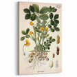 Vintage Botanical Art Print – Arachis Hypogaea with Yellow Flowers