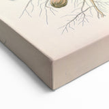 Vintage Botanical Art Print – Arachis Hypogaea with Yellow Flowers
