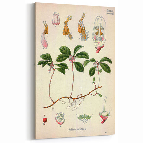 Vintage Botanical Art Print – Gaultheria Procumbens with Red Berries