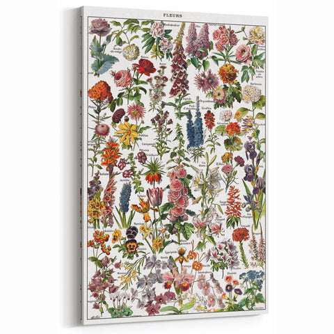 Vintage Botanical Art Print – Stunning Floral Collection
