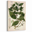 Vintage Botanical Art Print – Strychnos Toxifera with Green Leaves