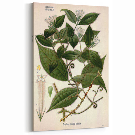 Vintage Botanical Art Print – Strychnos Toxifera with Green Leaves
