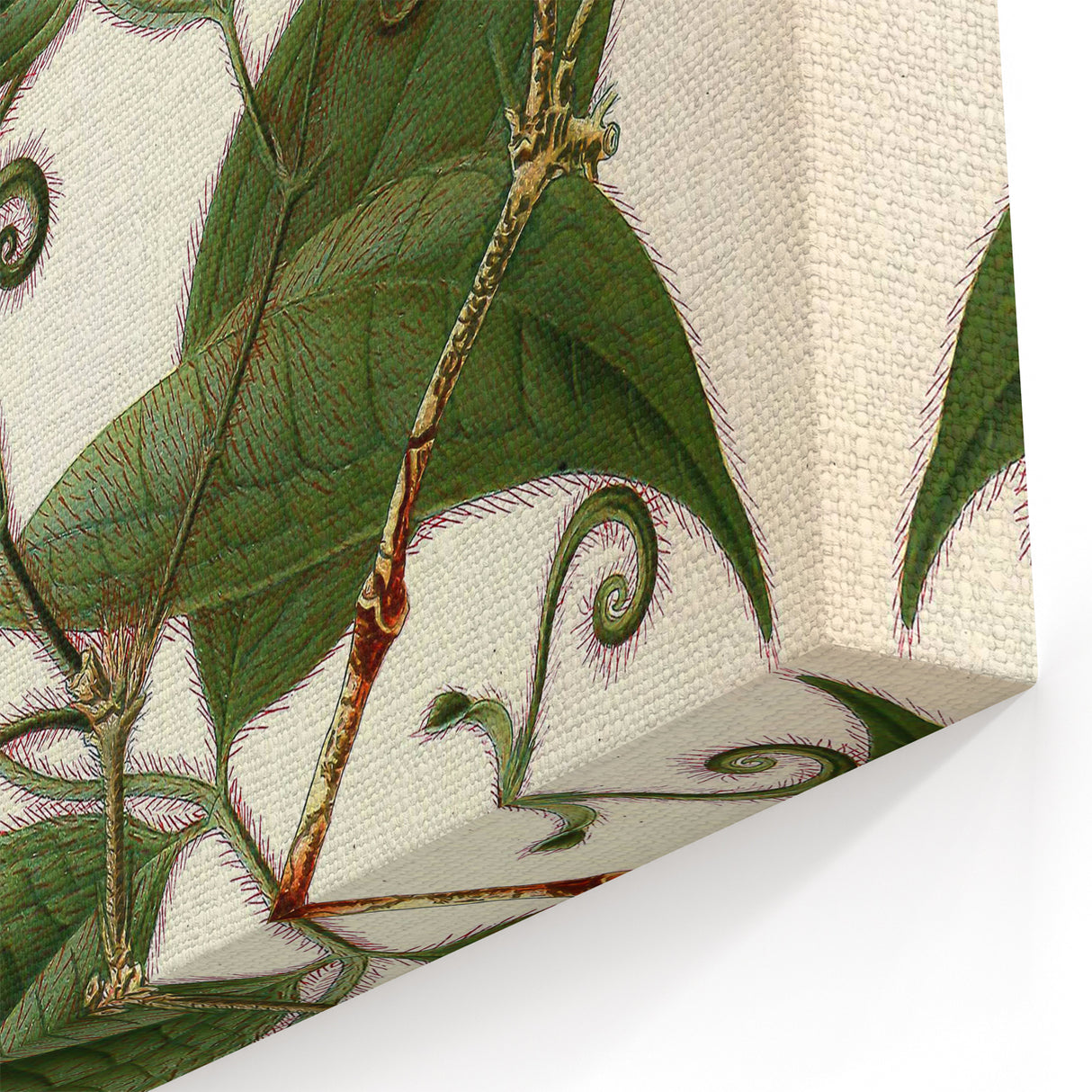 Vintage Botanical Art Print – Strychnos Toxifera with Green Leaves