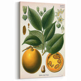 Vintage Botanical Art Print – Strychnos Ignatii with Green Leaves