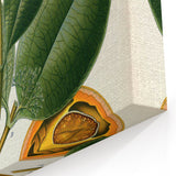 Vintage Botanical Art Print – Strychnos Ignatii with Green Leaves