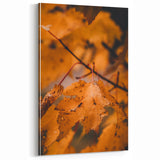 Golden Maple Leaves - Fall Wall Art Autumn Canvas Art Print