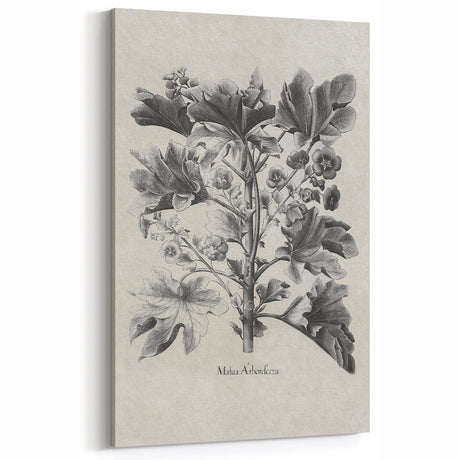 Vintage Botanical Art – Matua Arborescens Plant Illustration