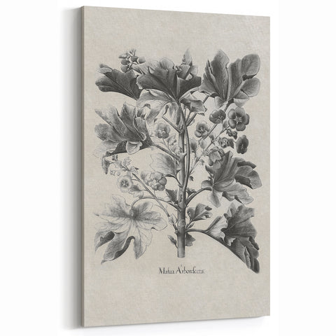 Vintage Botanical Art – Matua Arborescens Plant Illustration
