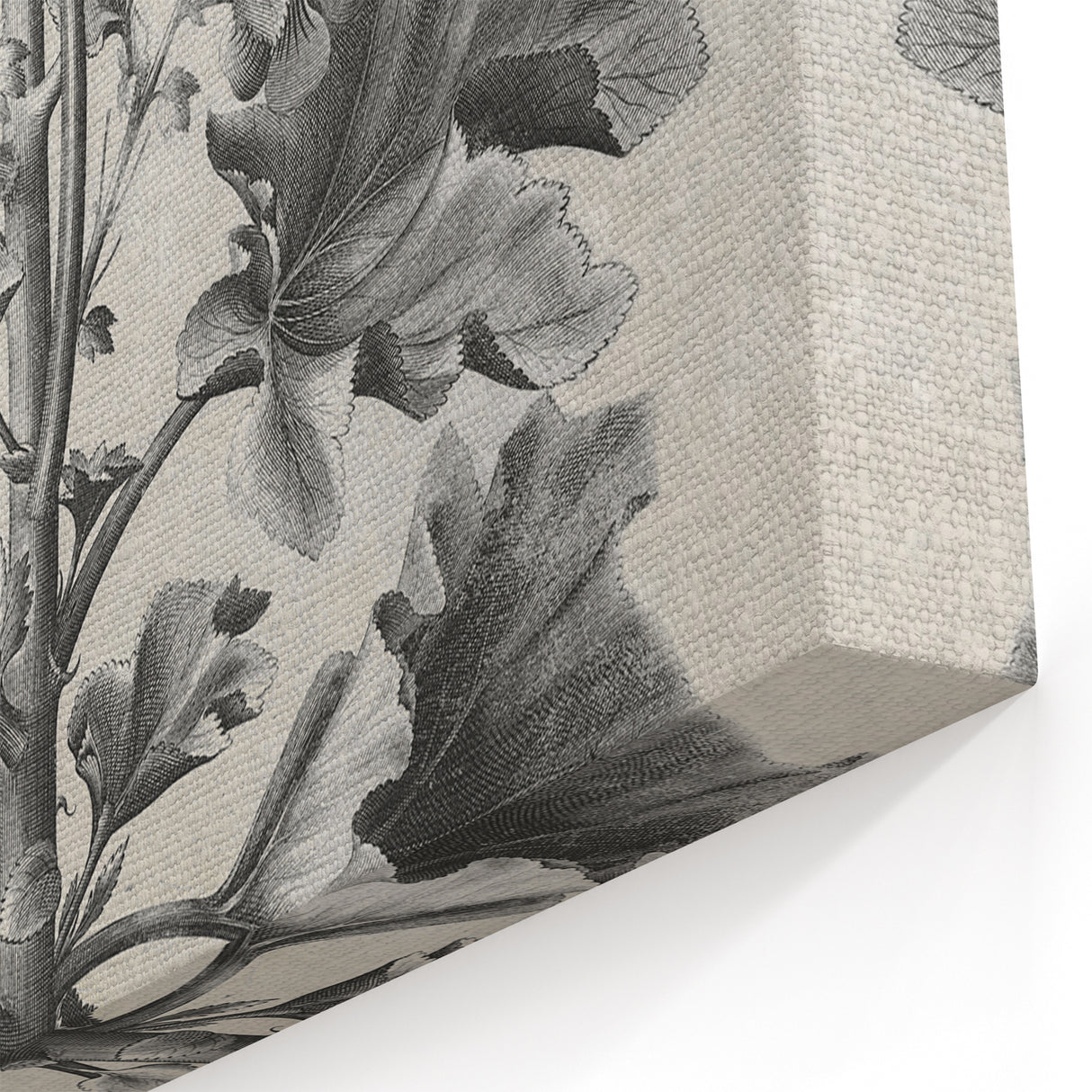 Vintage Botanical Art – Matua Arborescens Plant Illustration