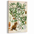 Botanical Art Prints – Vintage Botanical Illustration Art