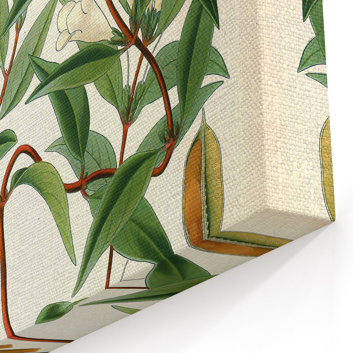 Botanical Art Prints – Vintage Botanical Illustration Art