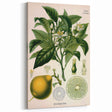 Botanical Art Prints – Vintage Botanical Illustration Art