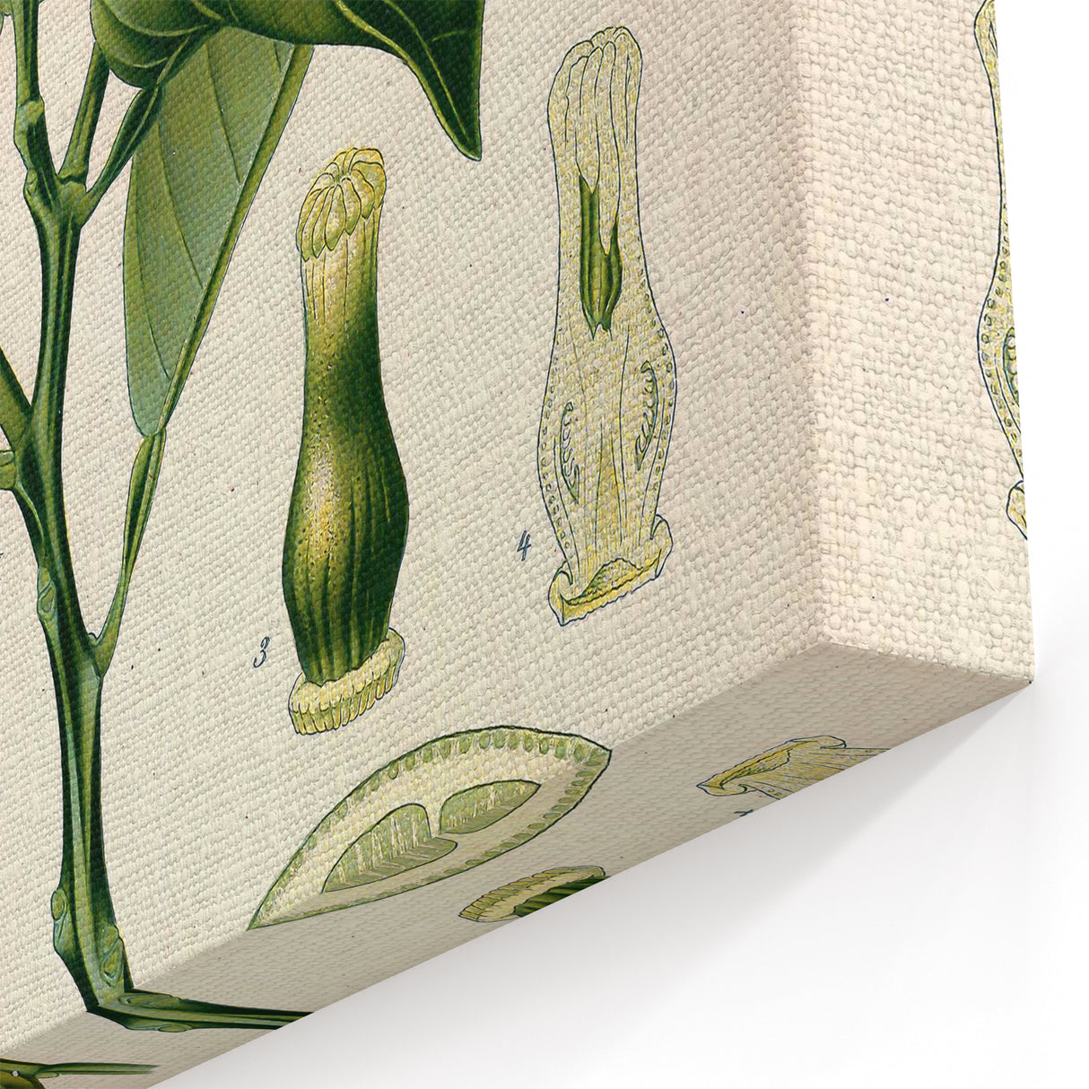 Botanical Art Prints – Vintage Botanical Illustration Art
