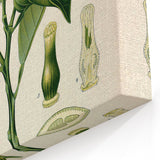 Botanical Art Prints – Vintage Botanical Illustration Art