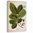 Botanical Art Prints – Vintage Botanical Illustration Art