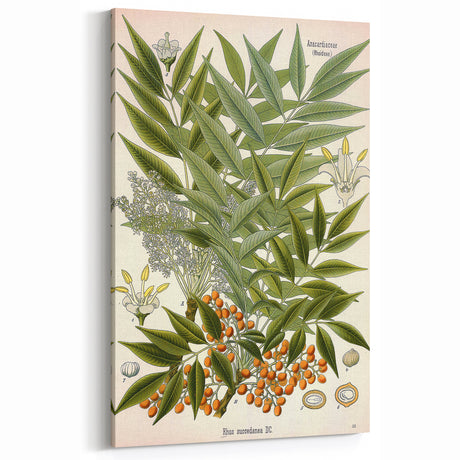 Botanical Art Prints – Vintage Botanical Illustration Art