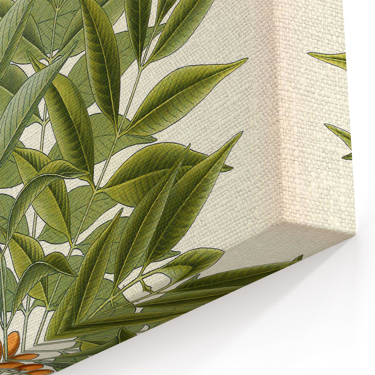 Botanical Art Prints – Vintage Botanical Illustration Art