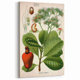 Botanical Art Prints – Vintage Botanical Illustration Art