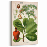 Botanical Art Prints – Vintage Botanical Illustration Art