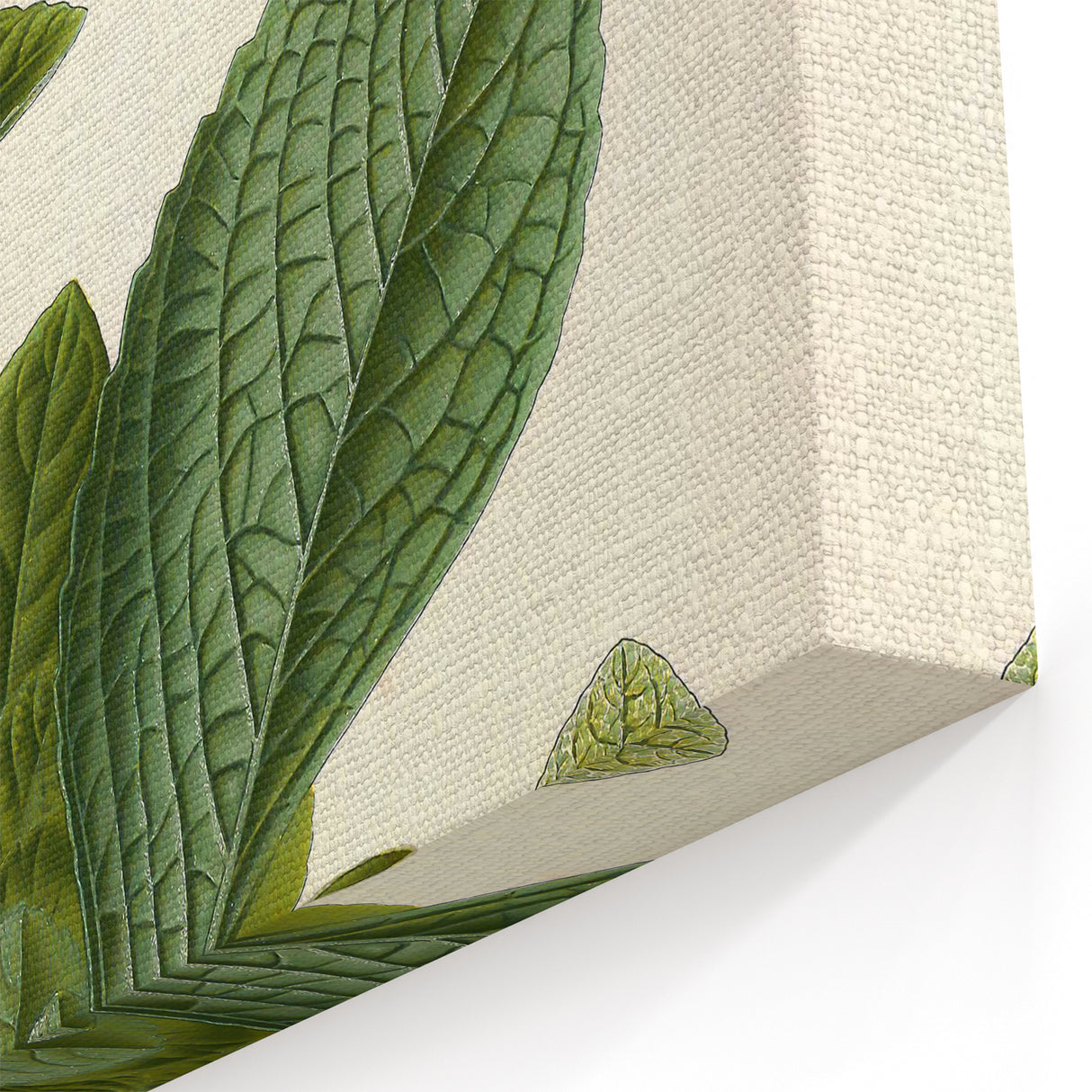 Vintage Botanical Art Prints – Conyza Squarrosa Illustration